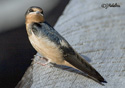 Hirundo rustica